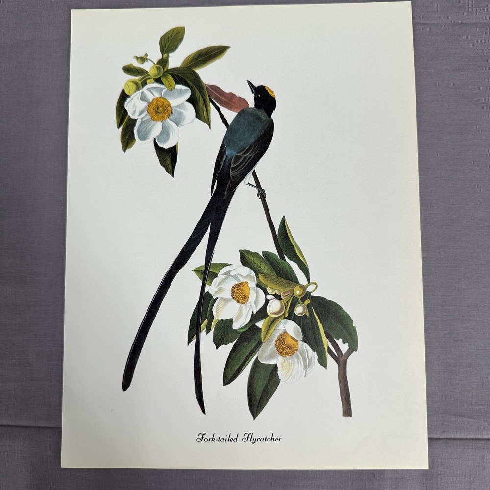 50s Vintage Fork-tailed Flycatcher Print  American Bird Art Illustration Audubon